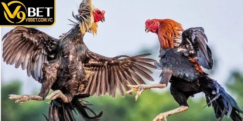 Giới thiệu đá gà cựa sắt